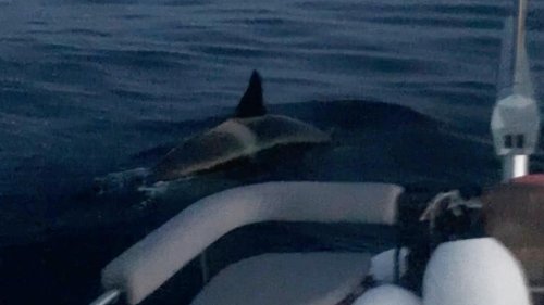 Gibraltar: Wieder Wal-Attacke auf Boot – "Sie haben uns geschüttelt wie eine Puppe"