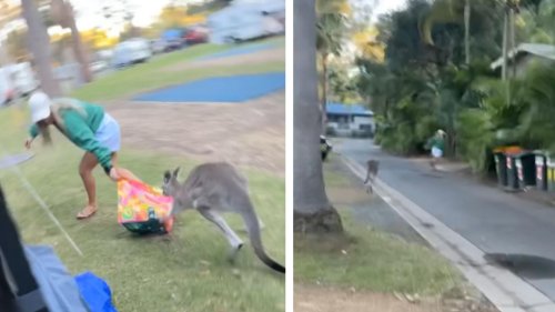 Skippy wollte doch nur Muffins! Känguru jagt Touristin über Campingplatz