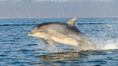Toter Delfin in der Flensburger Förde entdeckt: Unterernährt und noch nicht ausgewachsen