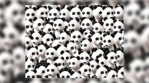 Optische Täuschung für Fortgeschrittene: Finden Sie den Hund inmitten der Pandas?