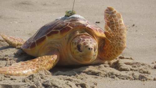 Außergewöhnliche Entwicklung in Florida: Fast alle kleinen Meeresschildkröten sind weiblich