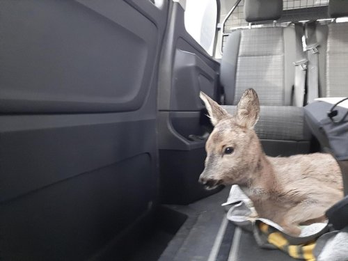 Bambi in Not: Rehkitz aus Fluss gerettet