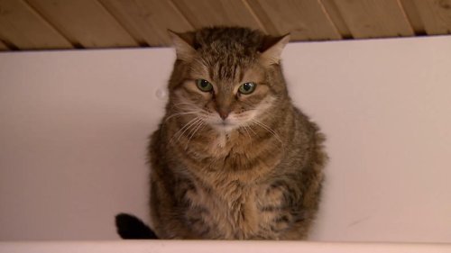 "Tierisches Glück gesucht“: Katzendame Mabel aus Karlsruhe sucht ein neues Zuhause