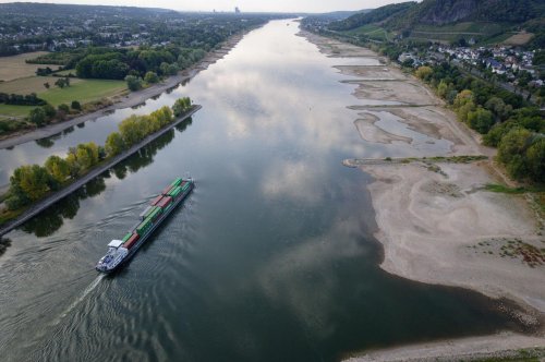 Tiere bekommen bei Rhein-Niedrigwasser Probleme