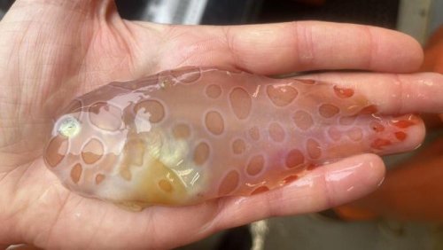Mysteriöse Tiefsee-Wesen: Forscher finden durchsichtigen Fisch im Meer vor Alaska