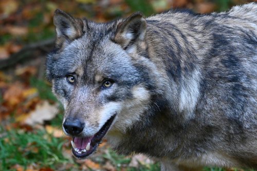 Toter Wolf aus Burg starb an Bissverletzungen