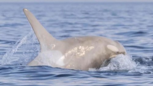 Dieser Orca ist eine echte Sensation