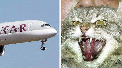 Skurrile Flugzeug-Notlandungen: Aggressive Katze greift Piloten an