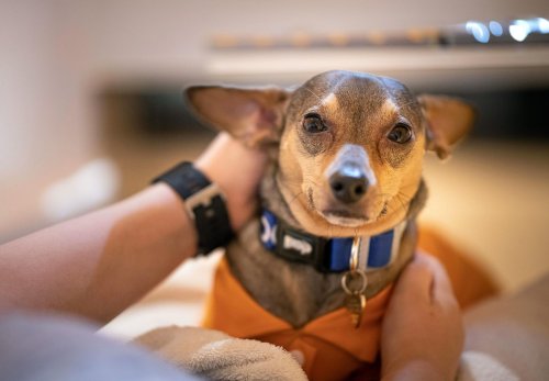 Gericht: Hundesteuer gilt auch für Therapiehunde