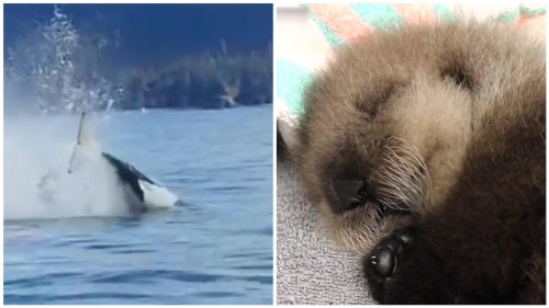 Otter-Mama von Killerwal getötet: Junges treibt hilflos durchs Wasser - dann kommt SIE!