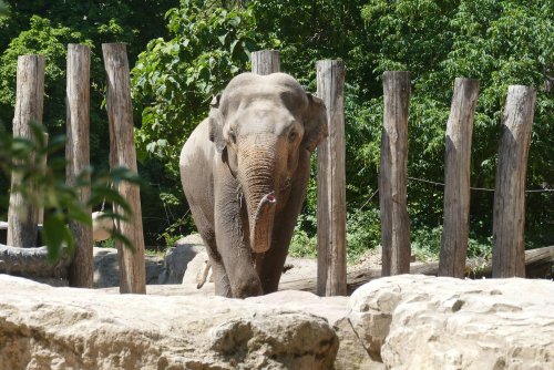 Wechsel bei den Elefanten im Heidelberger Zoo