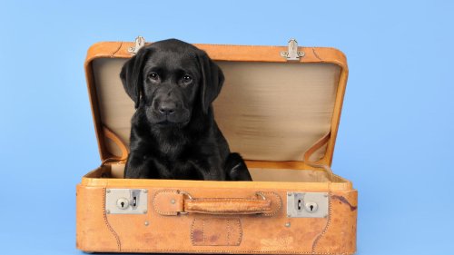 Experte gibt Tipps: So reisen Sie entspannt mit Hund