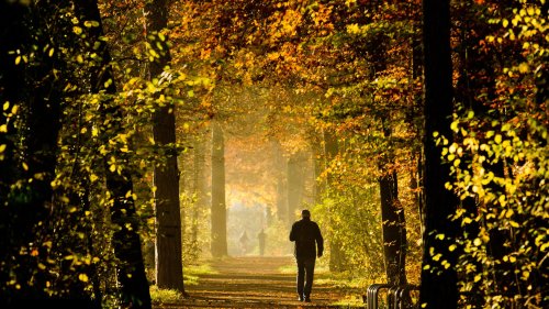 Hannover: Zwei Männer sollen 19-Jährige im Stadtwalt Eilenriede vergewaltigt haben