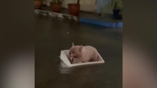 Überschwemmung nach Regenschauer: Bulldogge sitzt in Styroporkiste fest