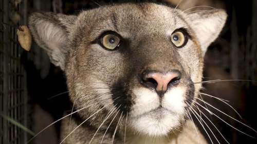 Puma greift Junge (5) an – Mutter kämpft um das Leben ihres Kindes