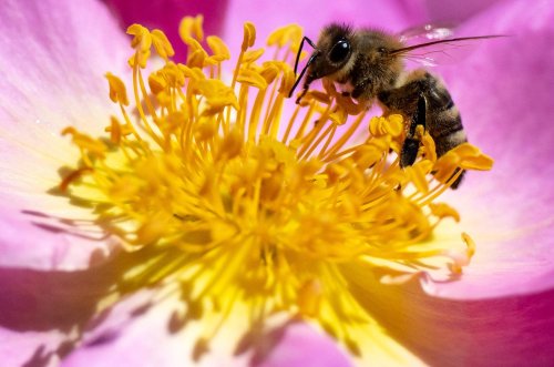 Bienenvolk lässt sich an Busch in Rosenheim nieder