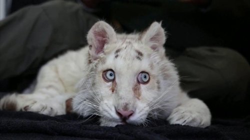 Tiger-Welpe weggeworfen wie Müll - Tierpfleger sind geschockt über Zustand