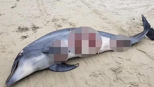 Behörden warnen! Mehrere Haie fressen von Delfin