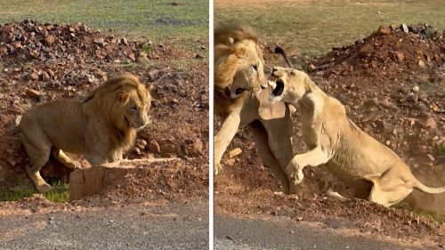 Krallen statt knallen: Liebeshungriger Löwe wird von Weibchen brutal abserviert!