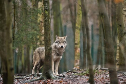 Mehr Wölfe in Sachsen-Anhalt - Keine Aufnahme ins Jagdrecht