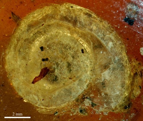 Colmar stellt 99 Millionen Jahre alte fossile Schnecke aus