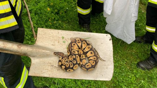 Schlangen-Alarm im Emsland: Acht Königspython in zehn Tagen an Baggersee entdeckt