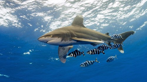 Touristen nach Todes-Attacken in Ägypten alarmiert: "Der Hai ist noch in der Bucht"