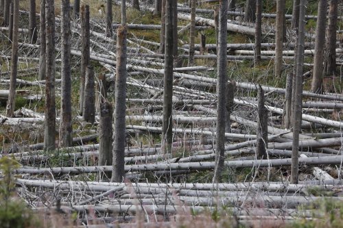 Nabu und Nationalpark legen Rechtsstreit um Totholz bei