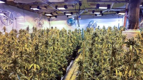 Riesige Cannabis-Plantage in Werlte (Emsland) entdeckt - Wert: Mindestens 100.000 Euro!