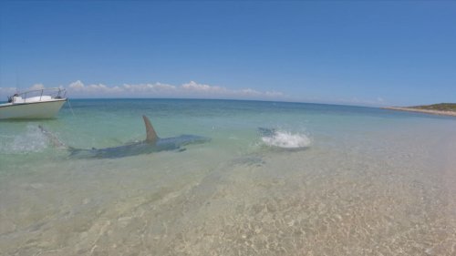 Australien: Hammerhai jagt kleinen Hai durchs Wasser - er zeigt ihm, wo der Hammer hängt!