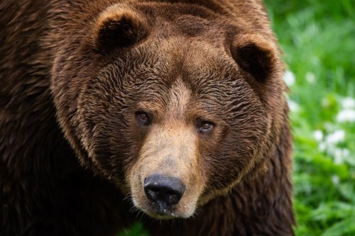 Im Baltikum befreite Braunbären im Schwarzwald angekommen