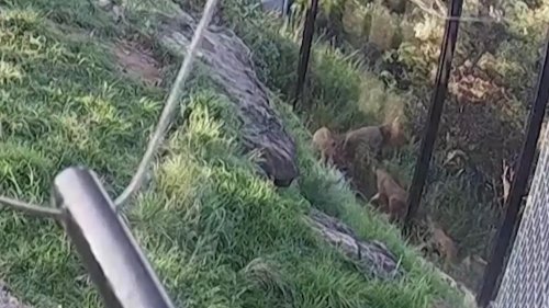 Fünf Löwen brechen aus Gehege im Zoo in aus