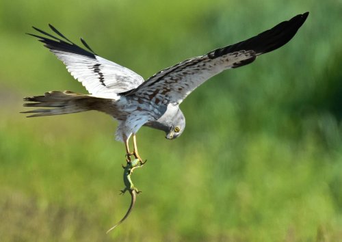 Gefährdeter Greifvogel Wiesenweihe zurück in der Altmark