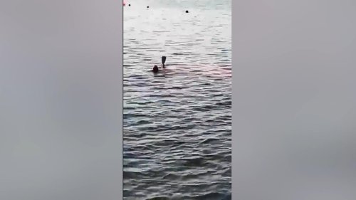 Horror-Attacke im Video! Österreicherin (68) im ägyptischen Urlaubsparadies von Hai totgebissen