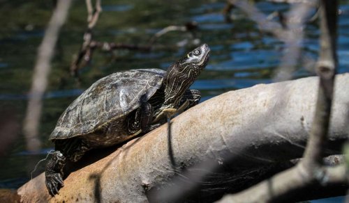 Forscher besorgt: Eingeschleppte Schildkrötenarten