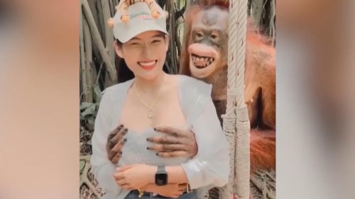 Orang-Utan greift Touristin grinsend an die Brüste