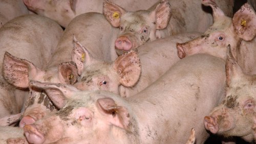 Kranke und tote Schweine im Stall: Prozess gegen Betreiber von Niedersachsens größtem Mastbetrieb