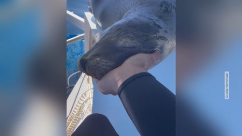 Magischer Moment: Müder Seelöwe kuschelt mit Schnorchler