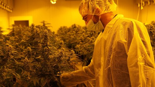Der Hype ums Gras - Cannabisfirmen wittern großes Geschäft