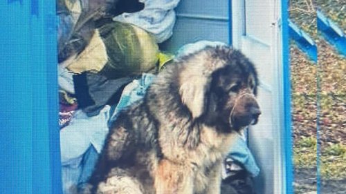 Altwarmbüchen bei Hannover: Riesenhund wird an Altkleidercontainer ausgesetzt - Polizei bittet um Hinweise