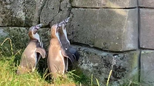 Fasziniert vom Lichtkegel! Diese Reflexion verdreht Pinguinen im Hamburger Zoo den Kopf