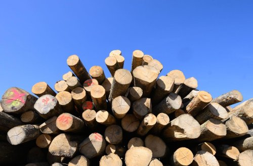 Mehr Holz wird verheizt: Das schadet Gesundheit und Umwelt