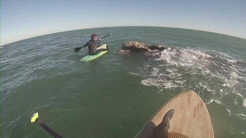 Unglaublich: Argentinier paddeln mit Walen durchs Meer - Meeresriesen zum Anfassen