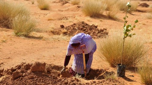 Hitze, Dürre und Wüstenausbreitung weltweit: Afrika kämpft mit Bäumen gegen den Klimawandel in der Sahelzone