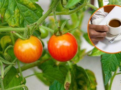 Tomaten selber ziehen: Hausmittel wirkt wie Turbo-Dünger
