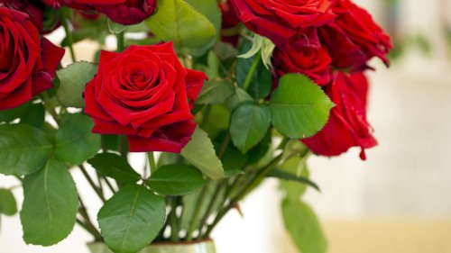 Rosen sind in der Vase dank einem Hausmittel ewig haltbar