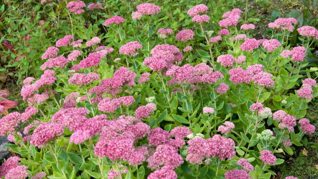 Garten🌷🥀🌹🌺🌻🌼🏵️🌷 - cover