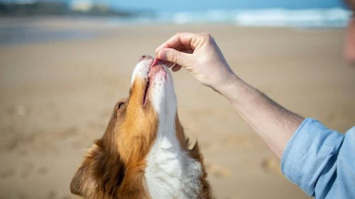 13 Healthy Human Snacks For Dogs