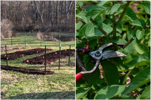 29 Common Vegetable Gardening Mistakes I See All the Time