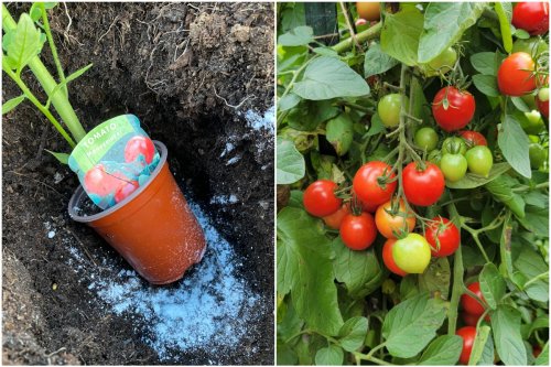 9 Things To Put In Your Tomato Planting Hole For Bigger Harvests